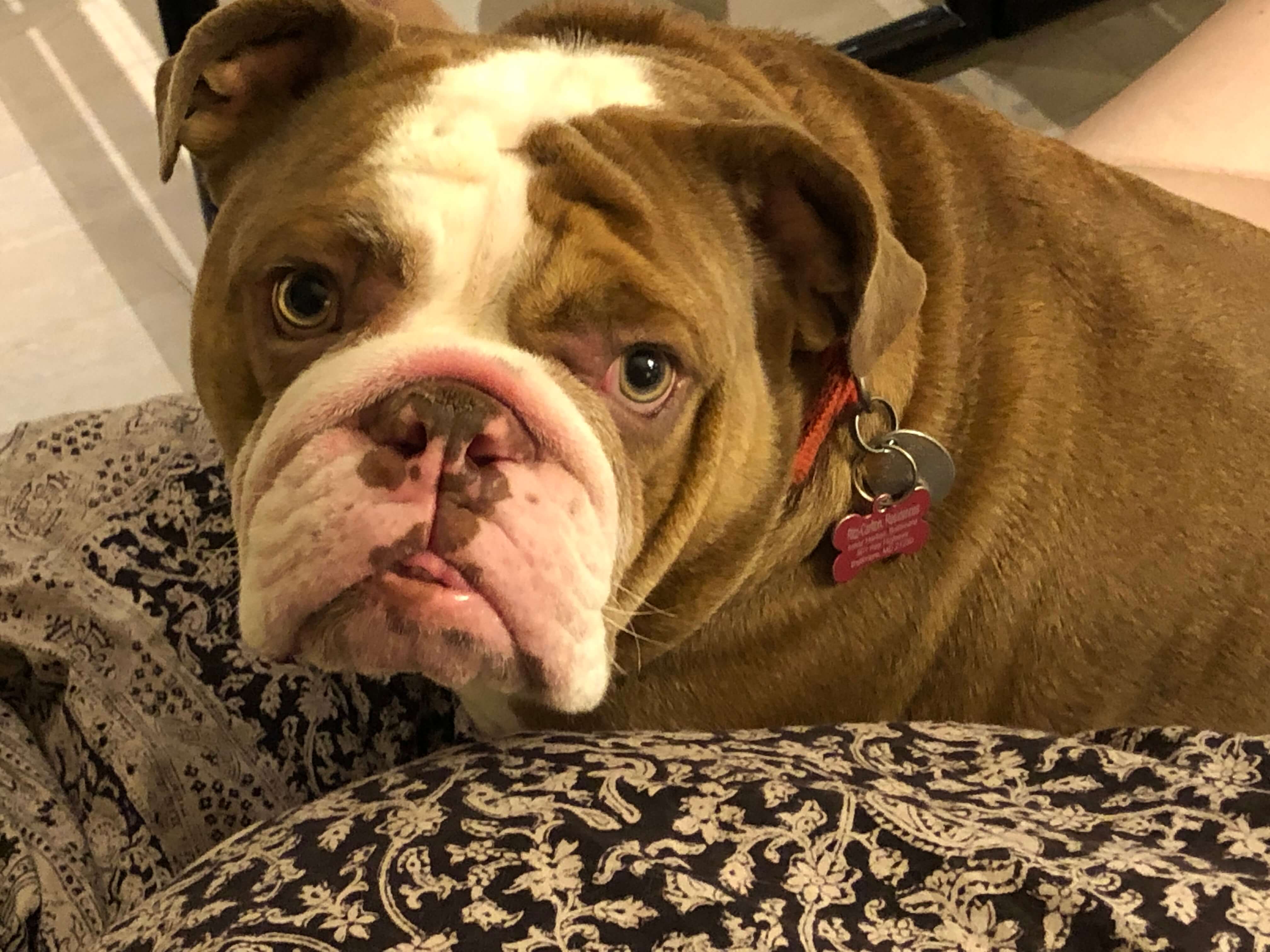 law firm mascot